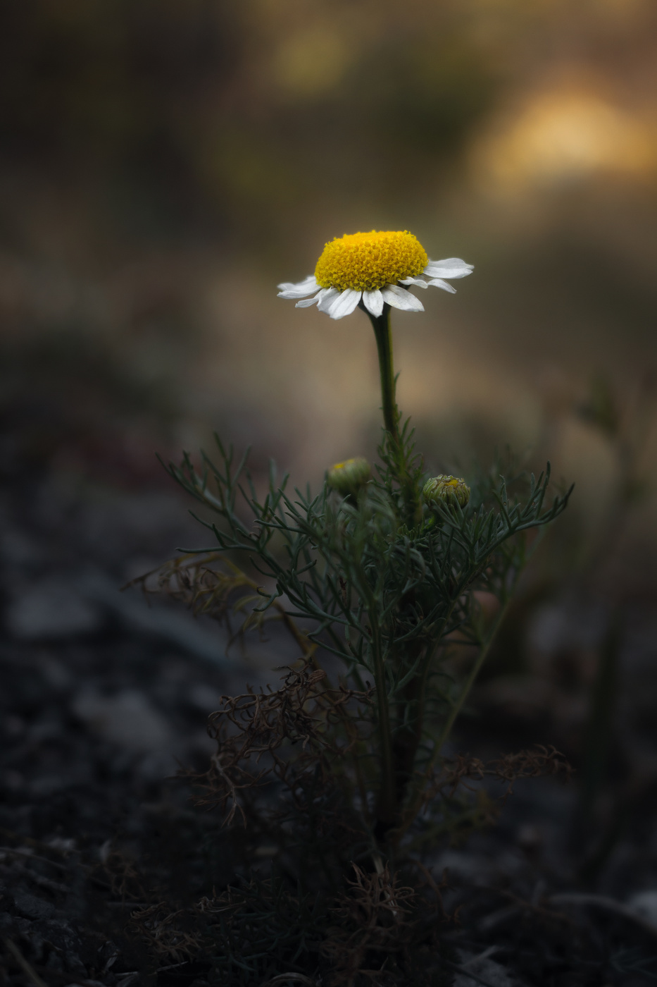 Где-то на лугу уже смеркалось.