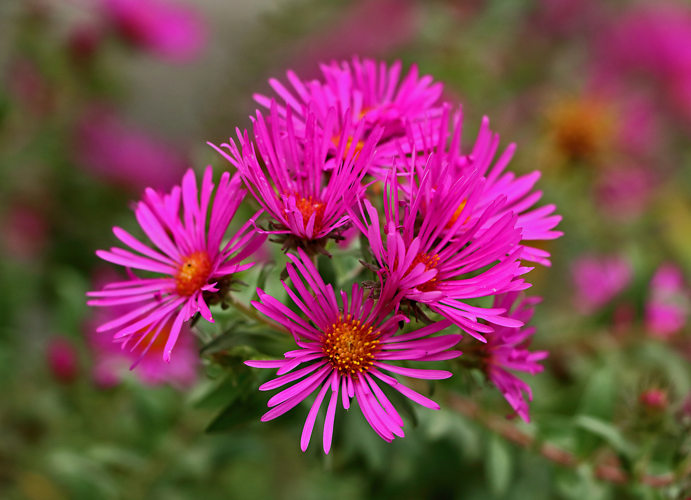 Сентябринки