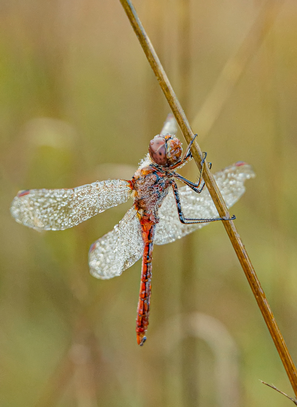 держи меня тростиночка...держи!
