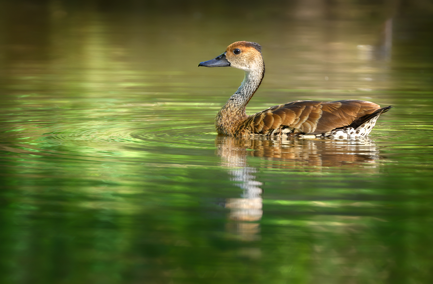 West Indian Whistling–Duck (Dendrocygna arborea)