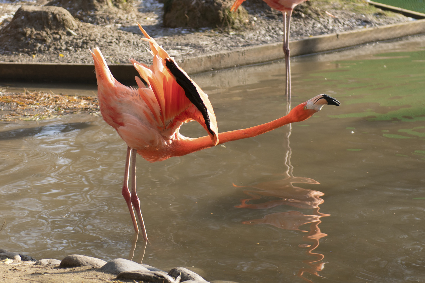 в мире животных