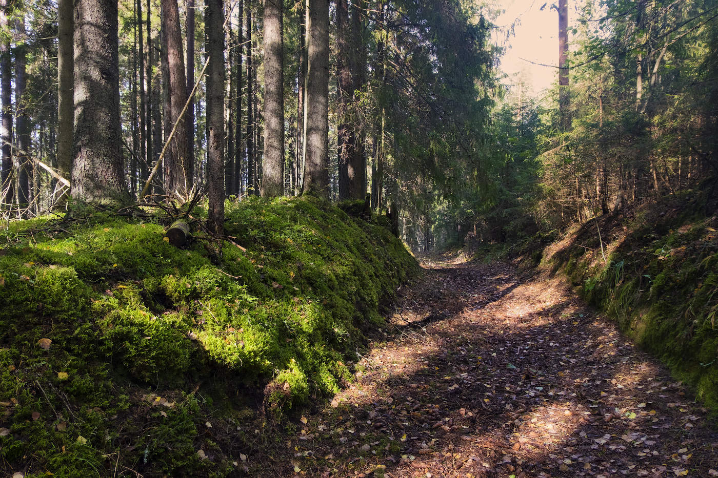 Зелёный мох у дороги