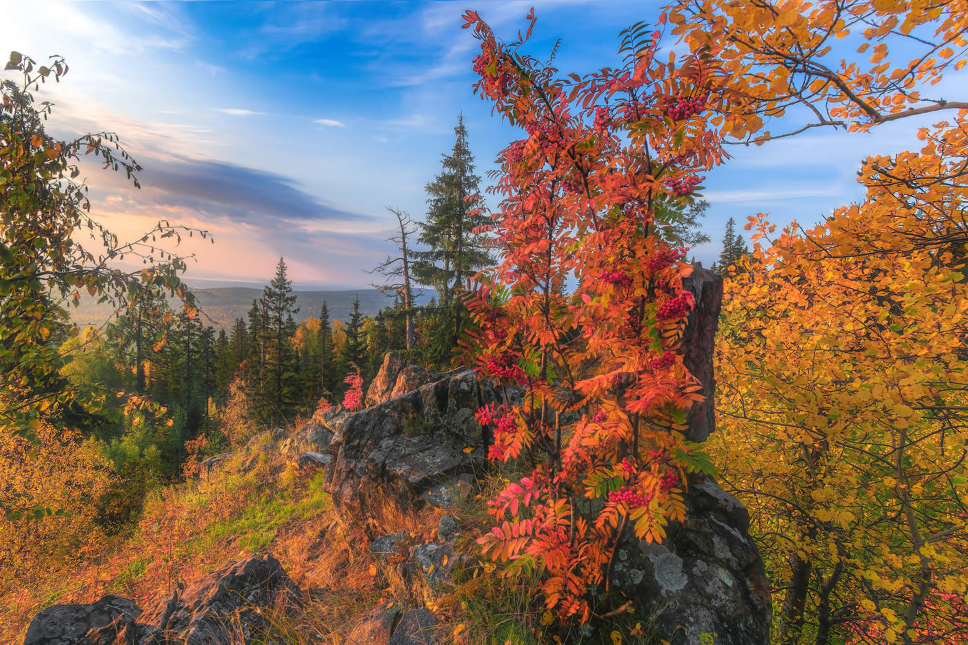 Алый цвет рябин