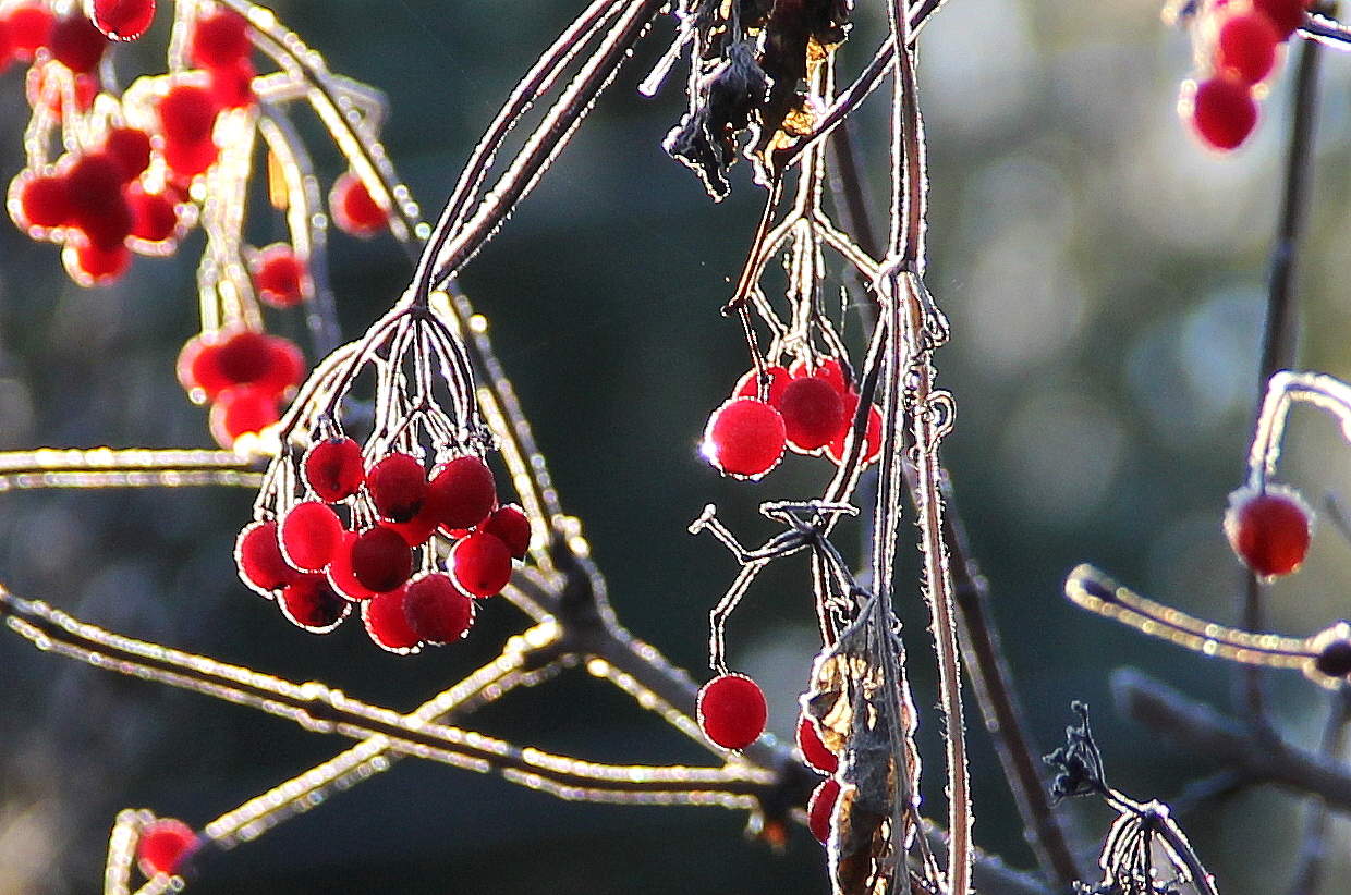 Приморозило!