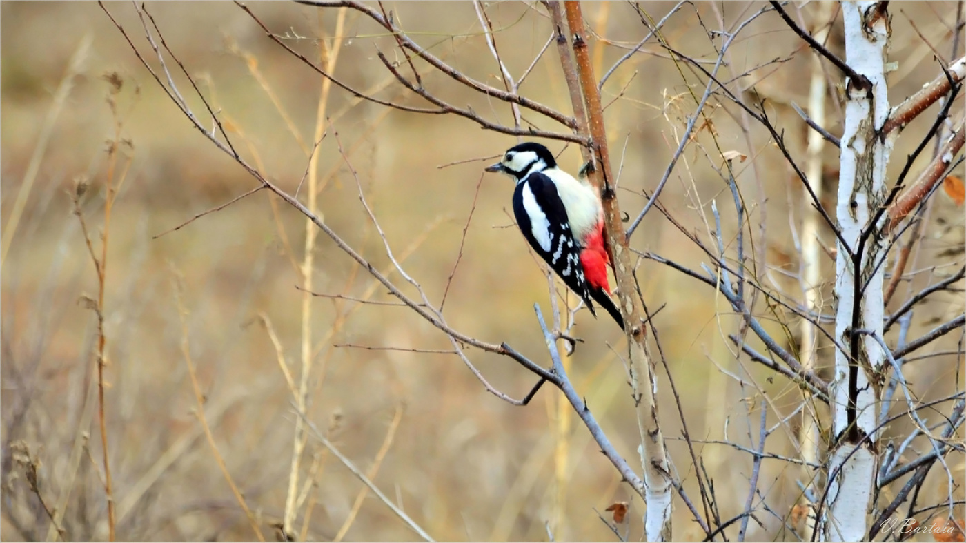 В лесу осеннем