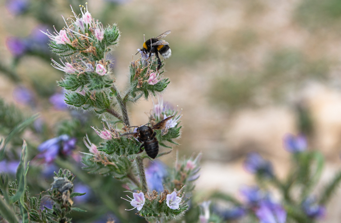 сладкий цветок