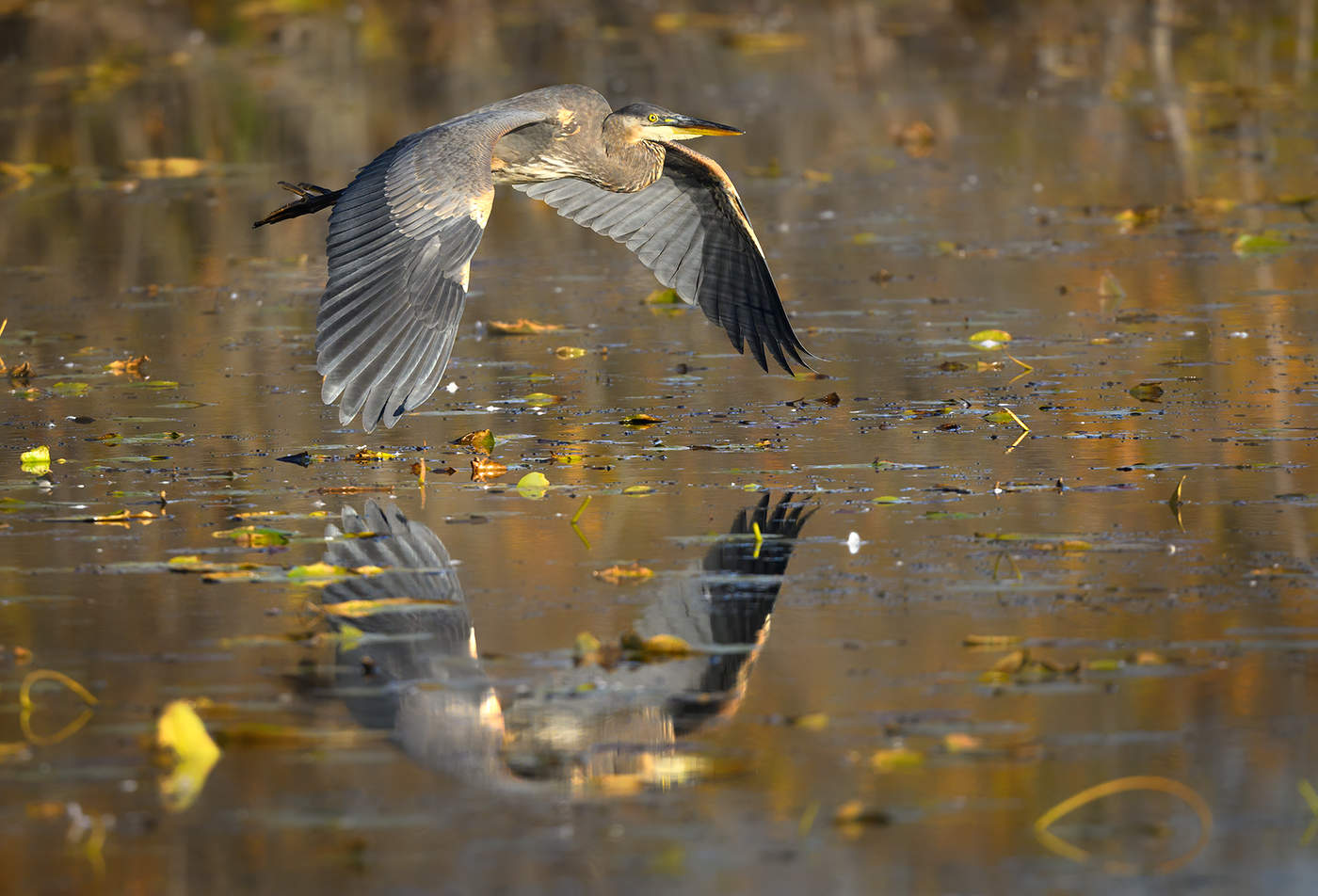 Great blue heron