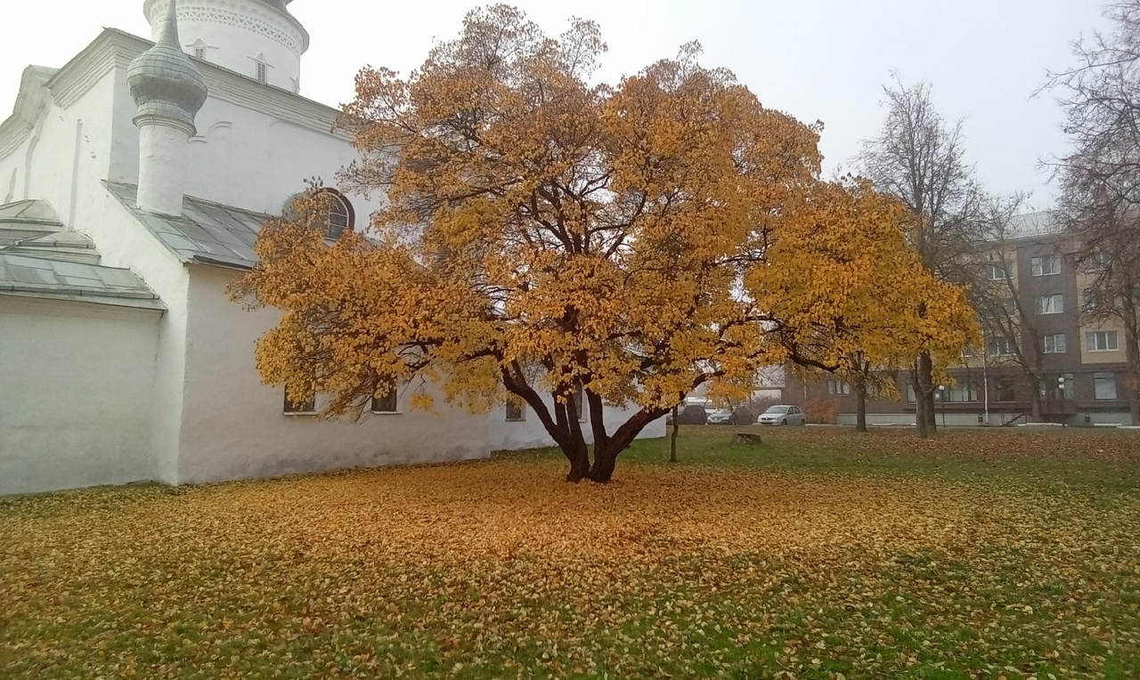 Золото осени