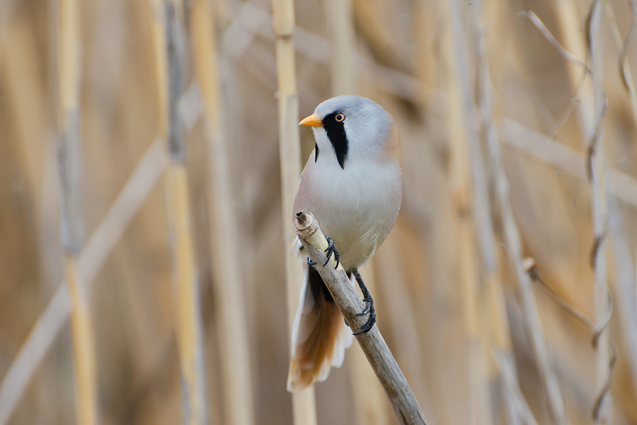 Из племени усатых синиц