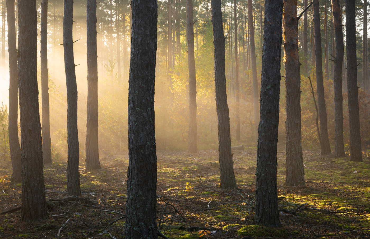 Утренний свет