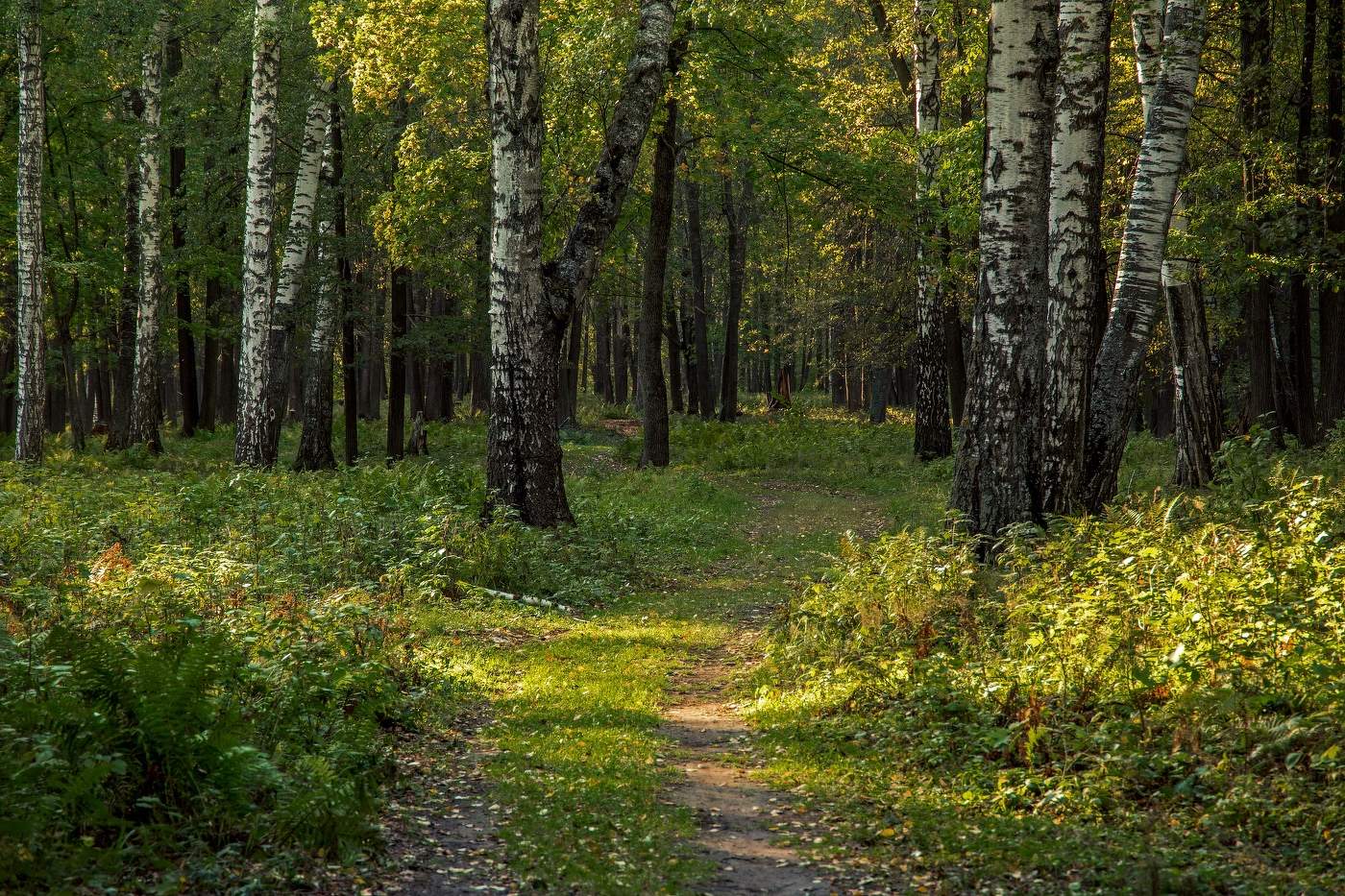 Вечерний лес