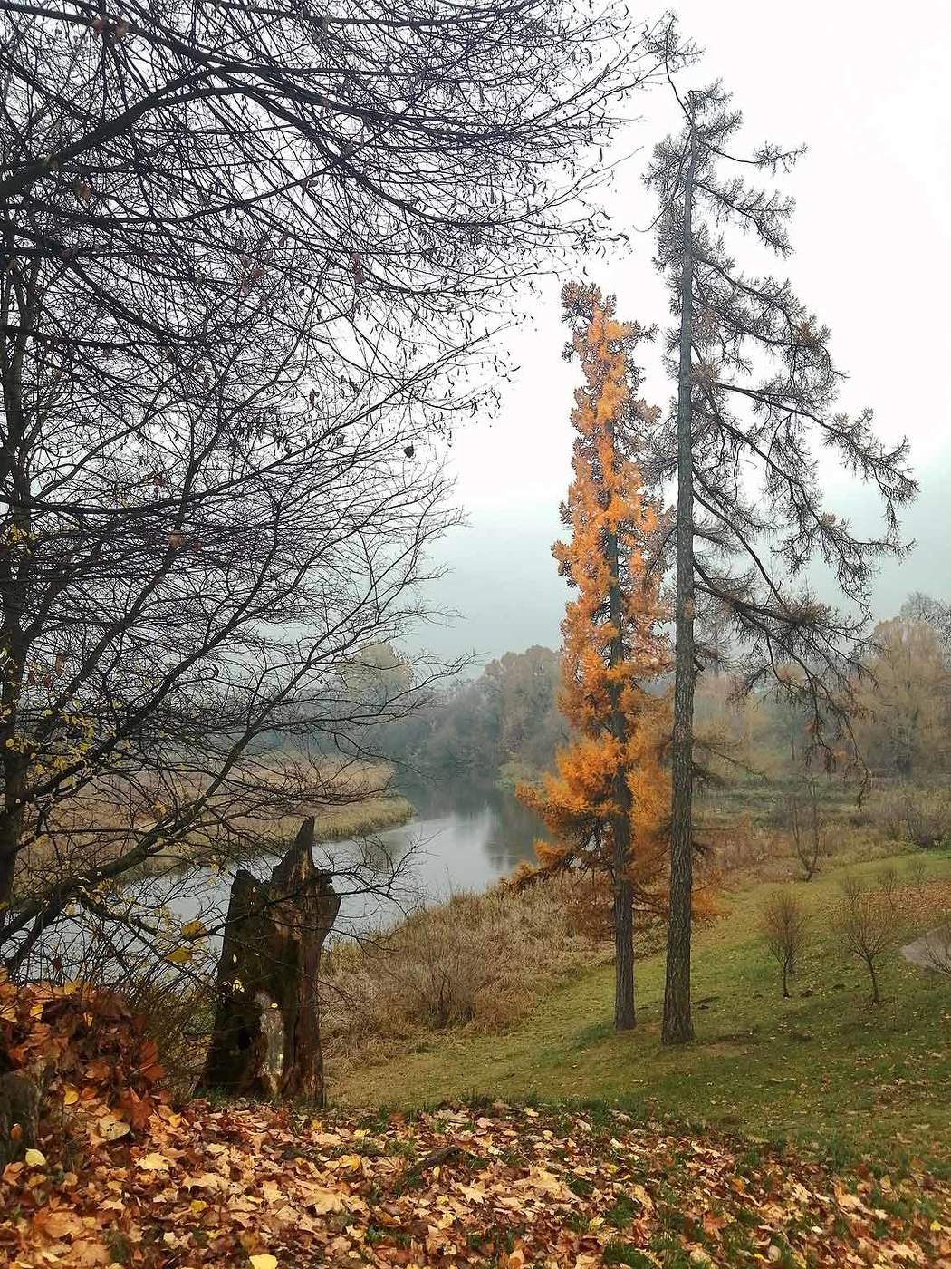 Лиственницы