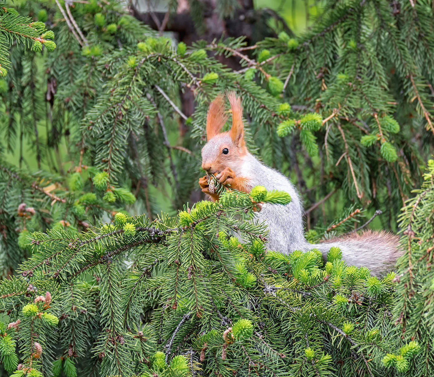 весенние дары
