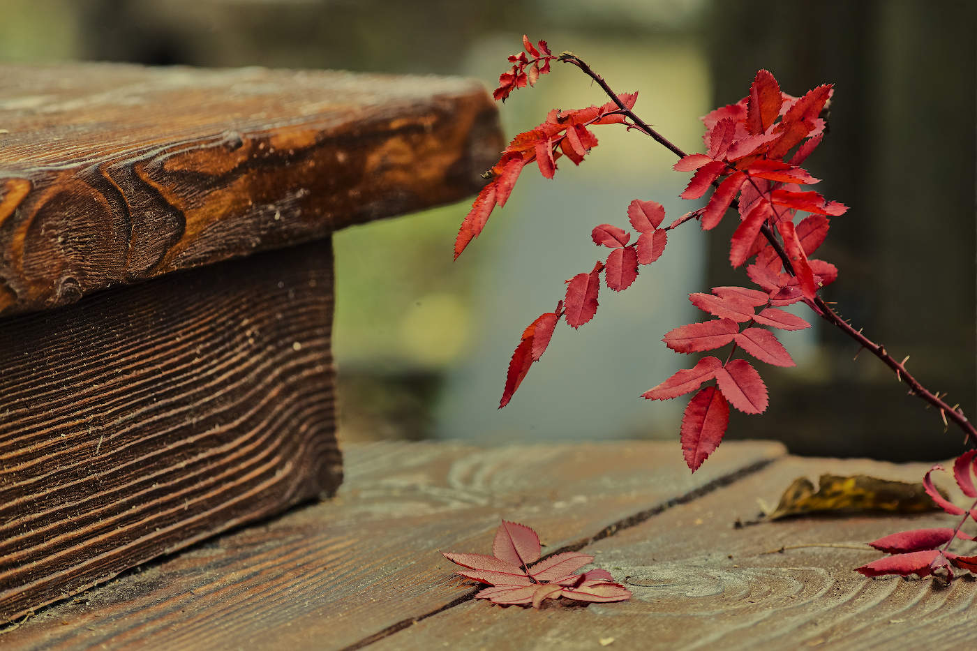 Опавший лист