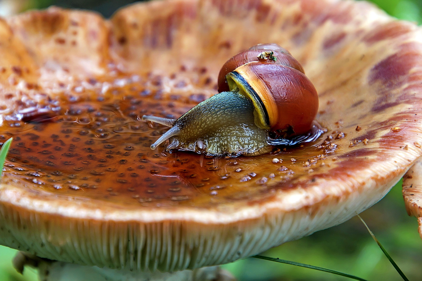 Мухоморовые ванны.