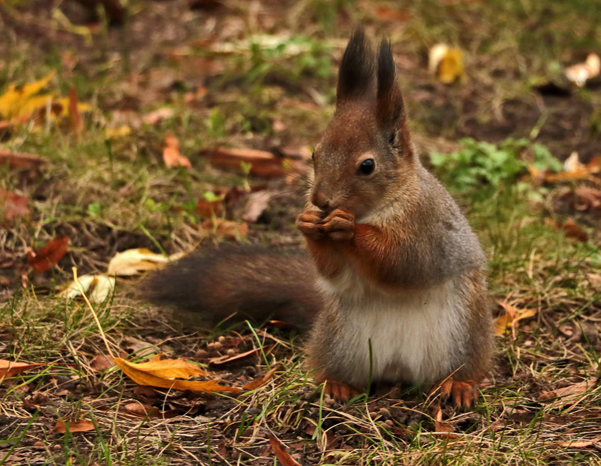 И орешки всё грызёт...