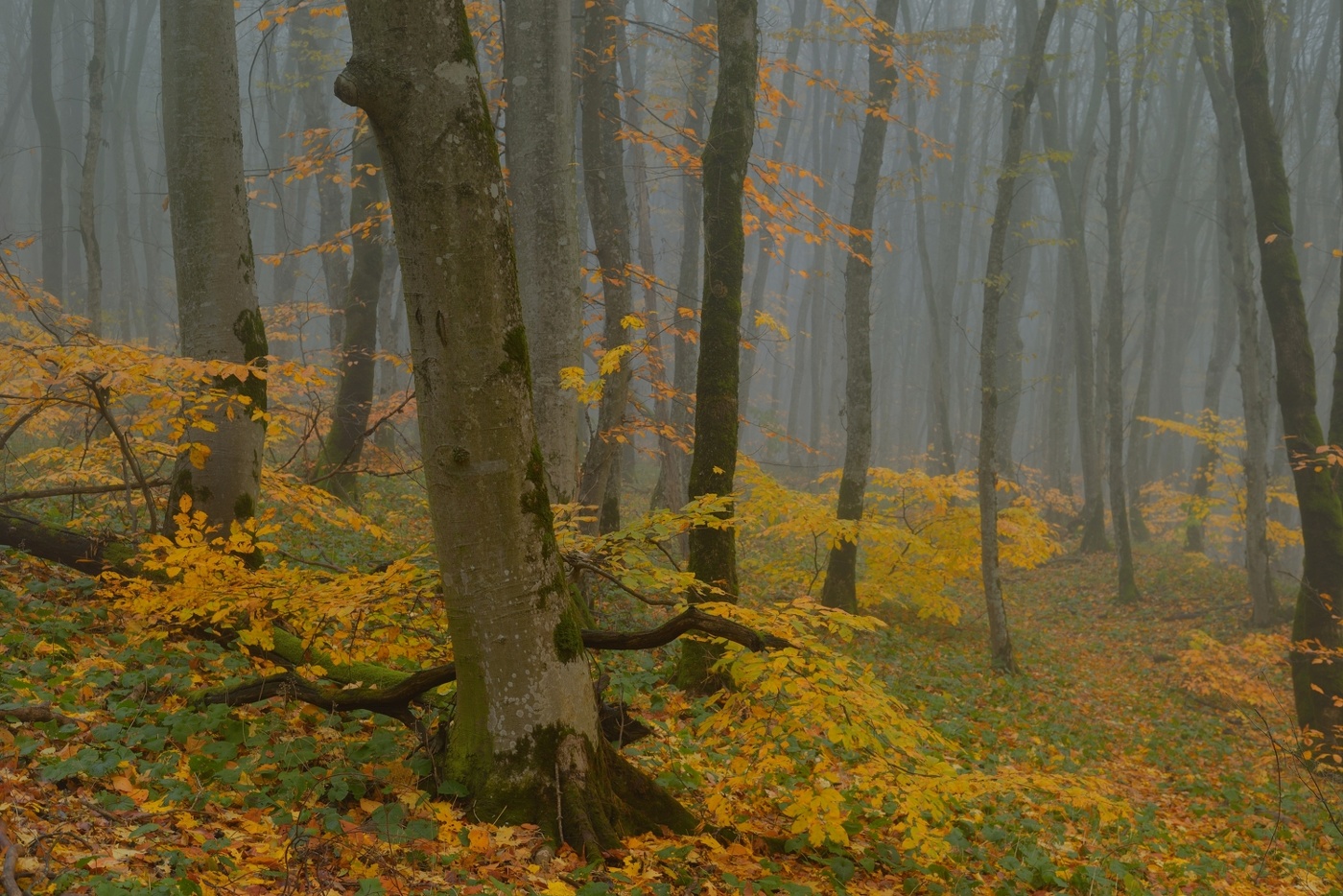 Осенний наряд