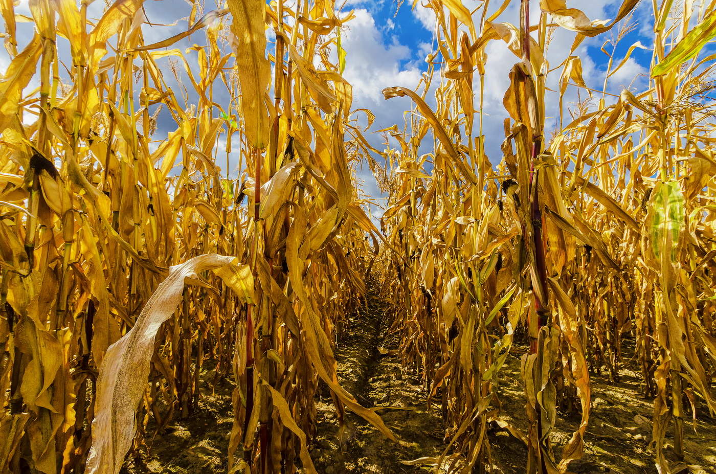 Кукурузные "джунгли"