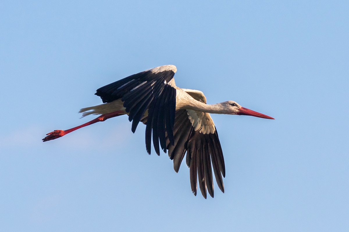 Белый аист летит...