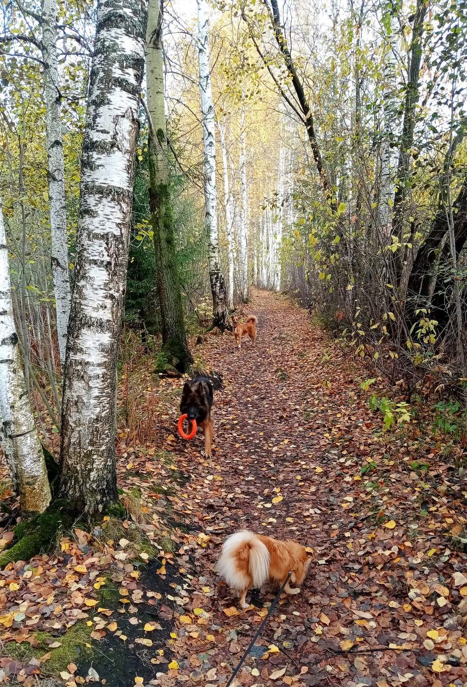 Весёлый денёк.