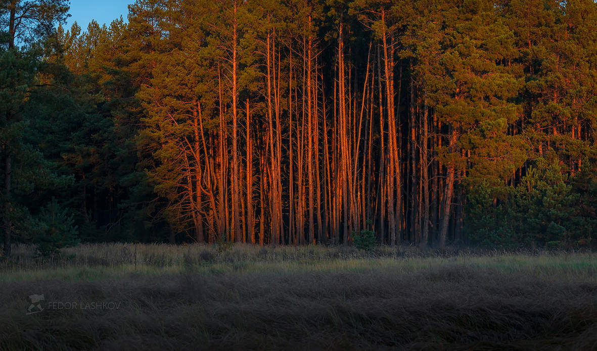 Сосновый лес