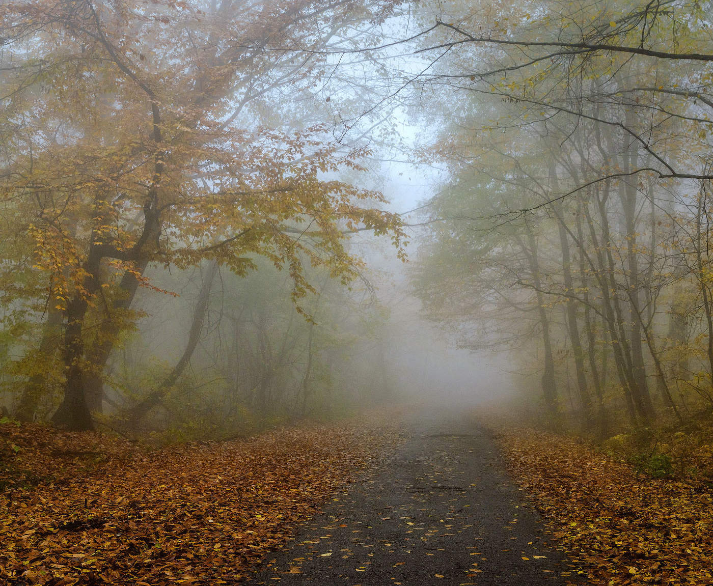 Туманное утро
