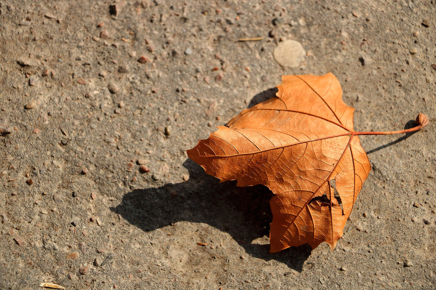 Тень желтого листа...