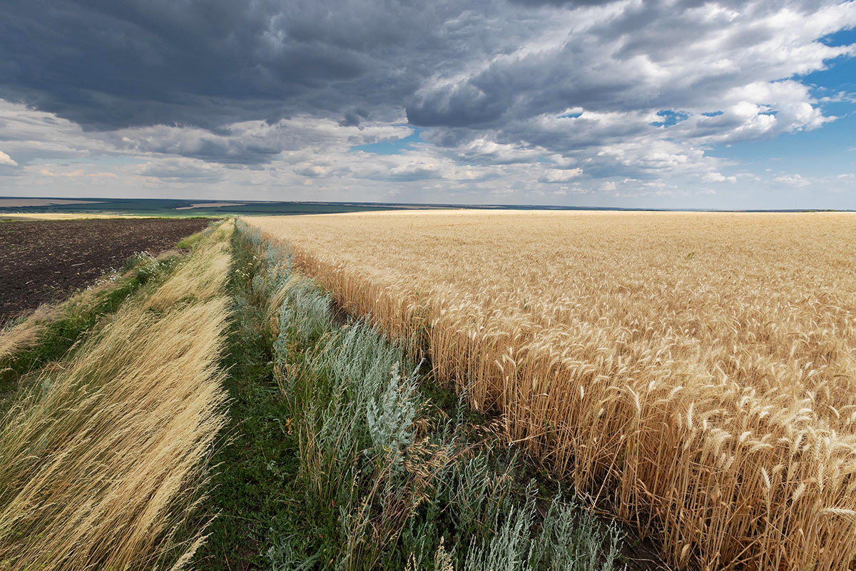 Пахнет хлебом
