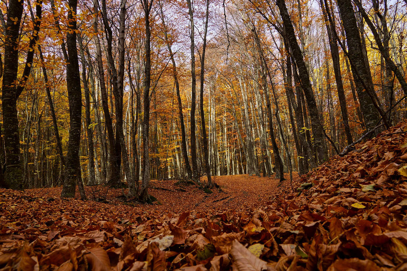 Осень в буковом лесу