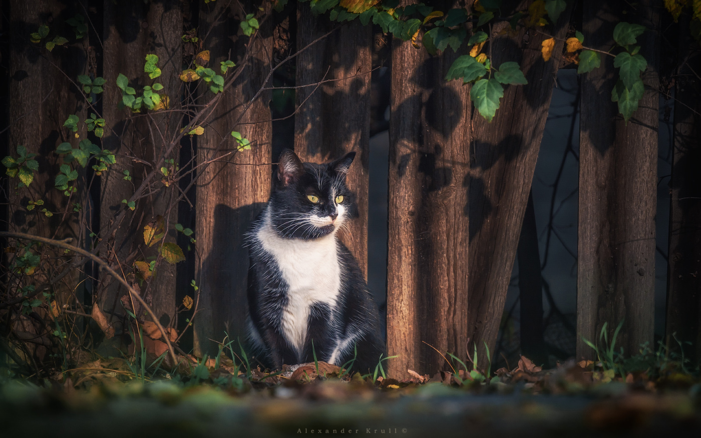 Классика жанра