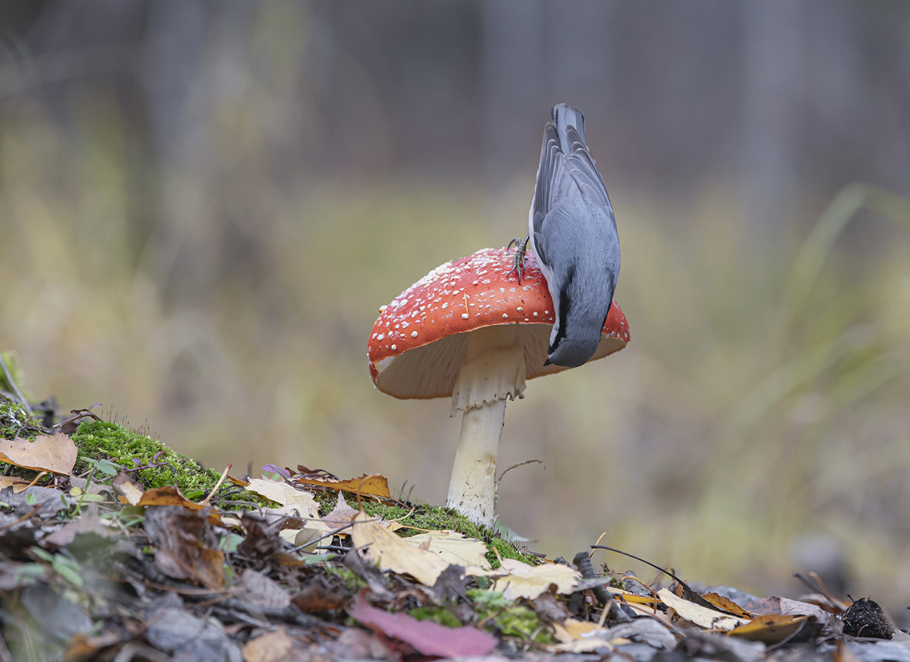 Картинка из леса