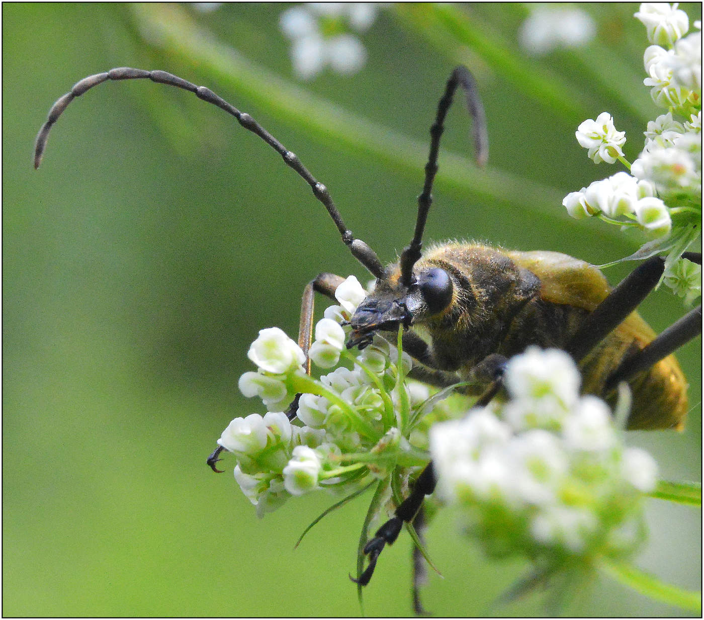 Где этот хулиган ...