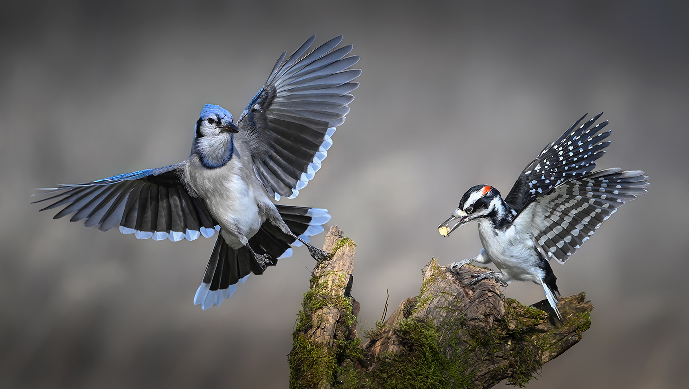Blue Jay vs. Hairy woodpecker (male)