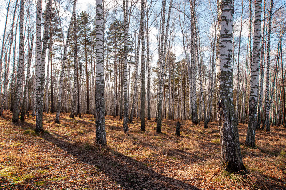 Березовая роща осень.