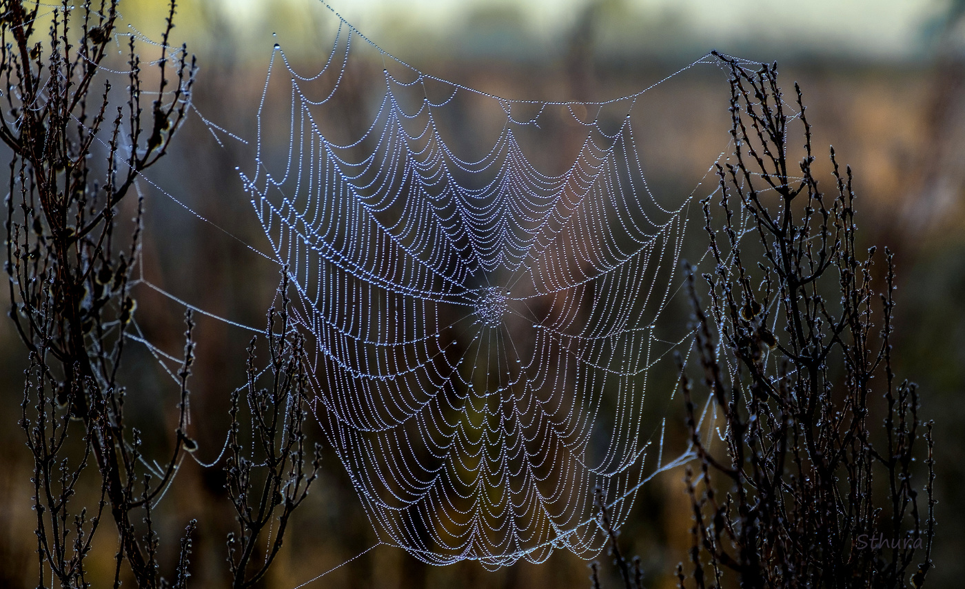 Паутина в росе.
