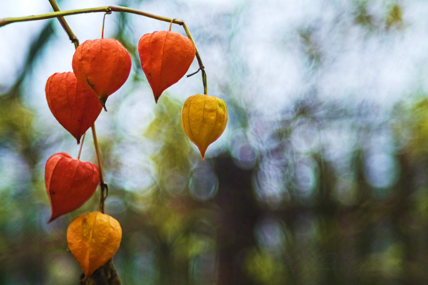 Осенние фонарики