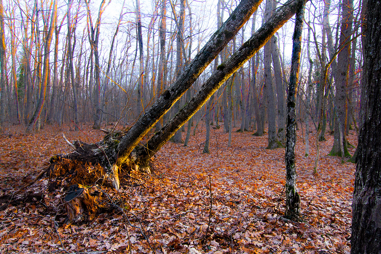 Осенняя обнажёнка