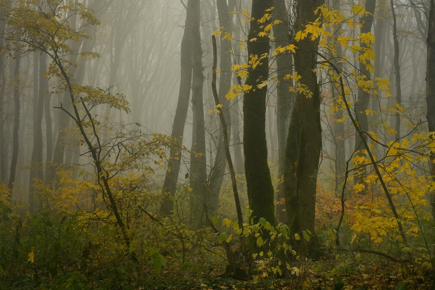 Туманное утро