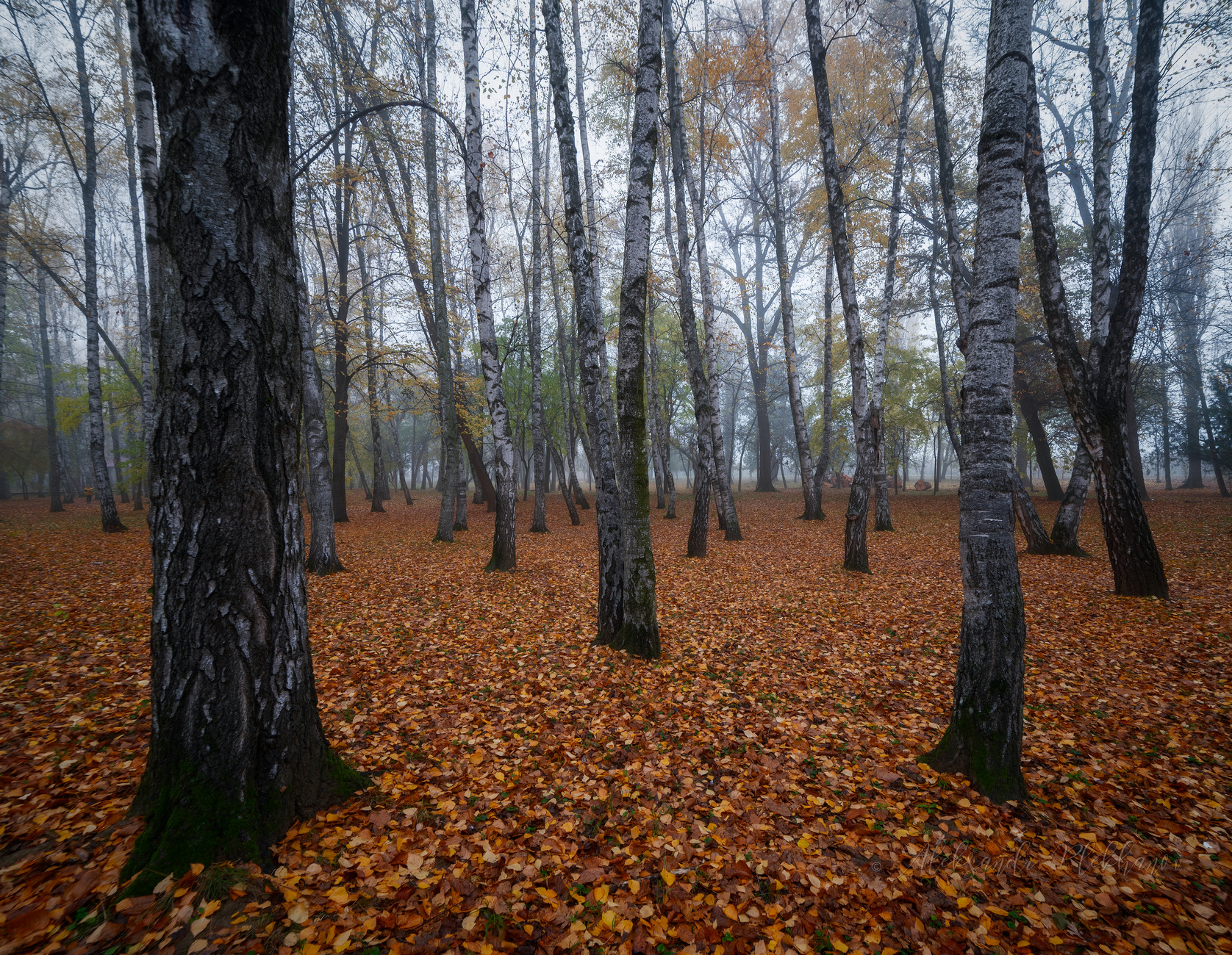 Осеннее утро