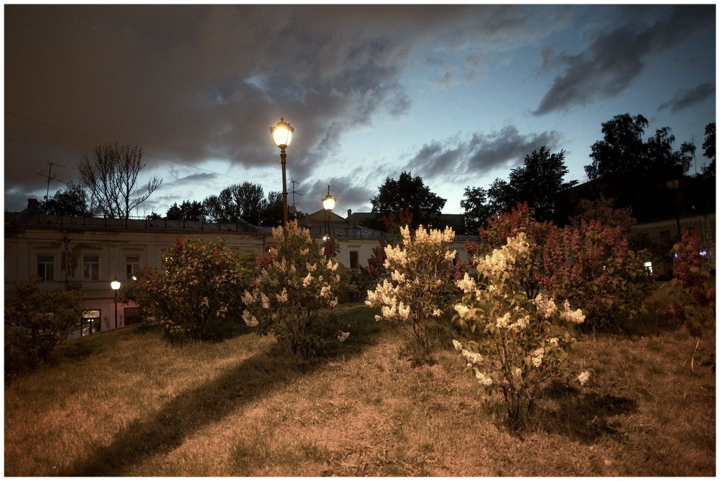 Сирень на Хитровке