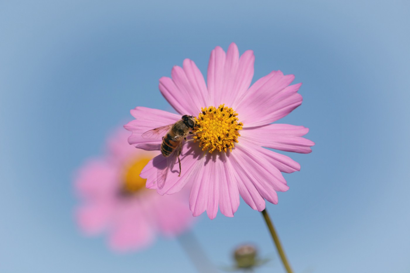Этюды сентября. Космея.