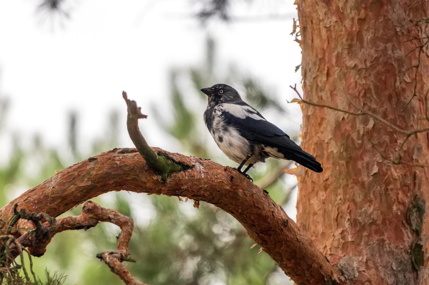 Галка меняет оперение на зимнее ?