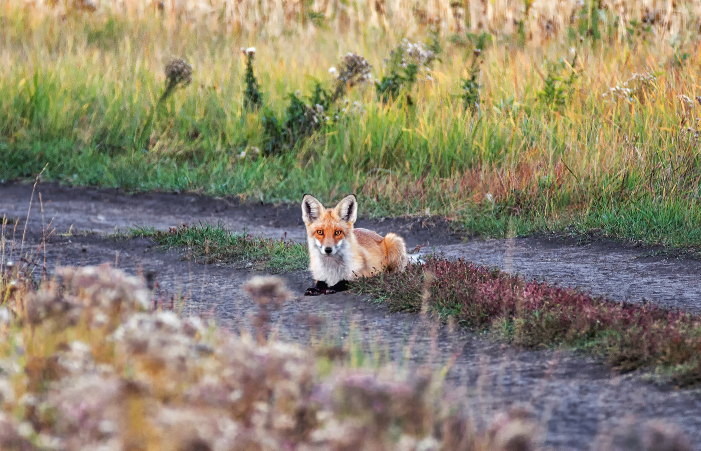 Догони меня...
