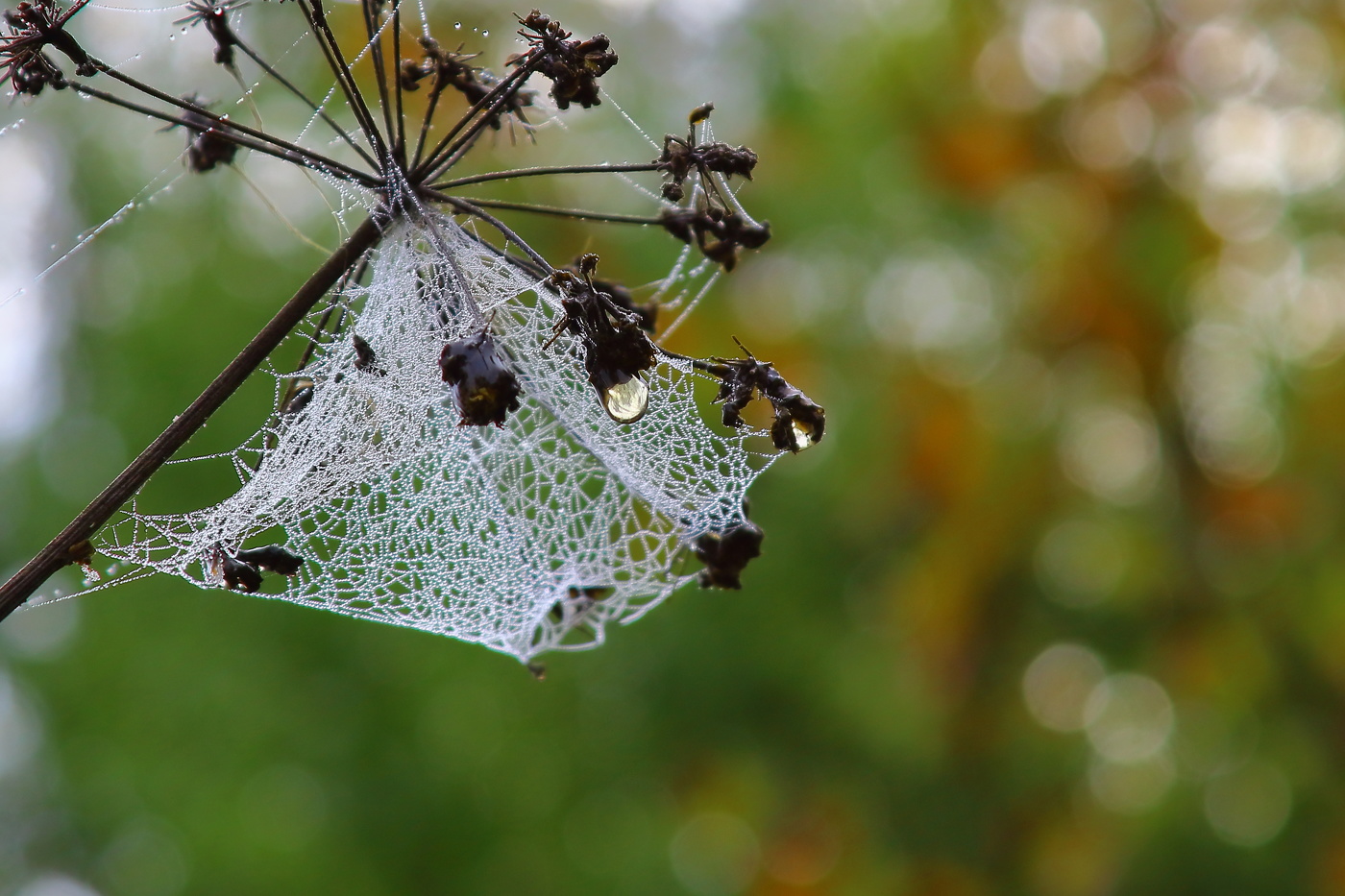 Росные травы