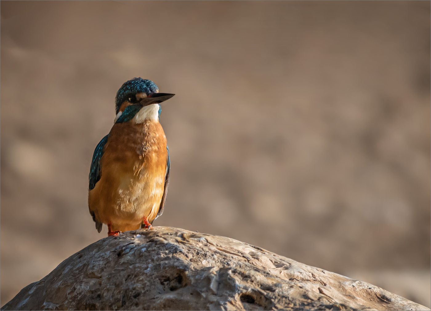 Необыкновенный "Обыкновенный зимородок"