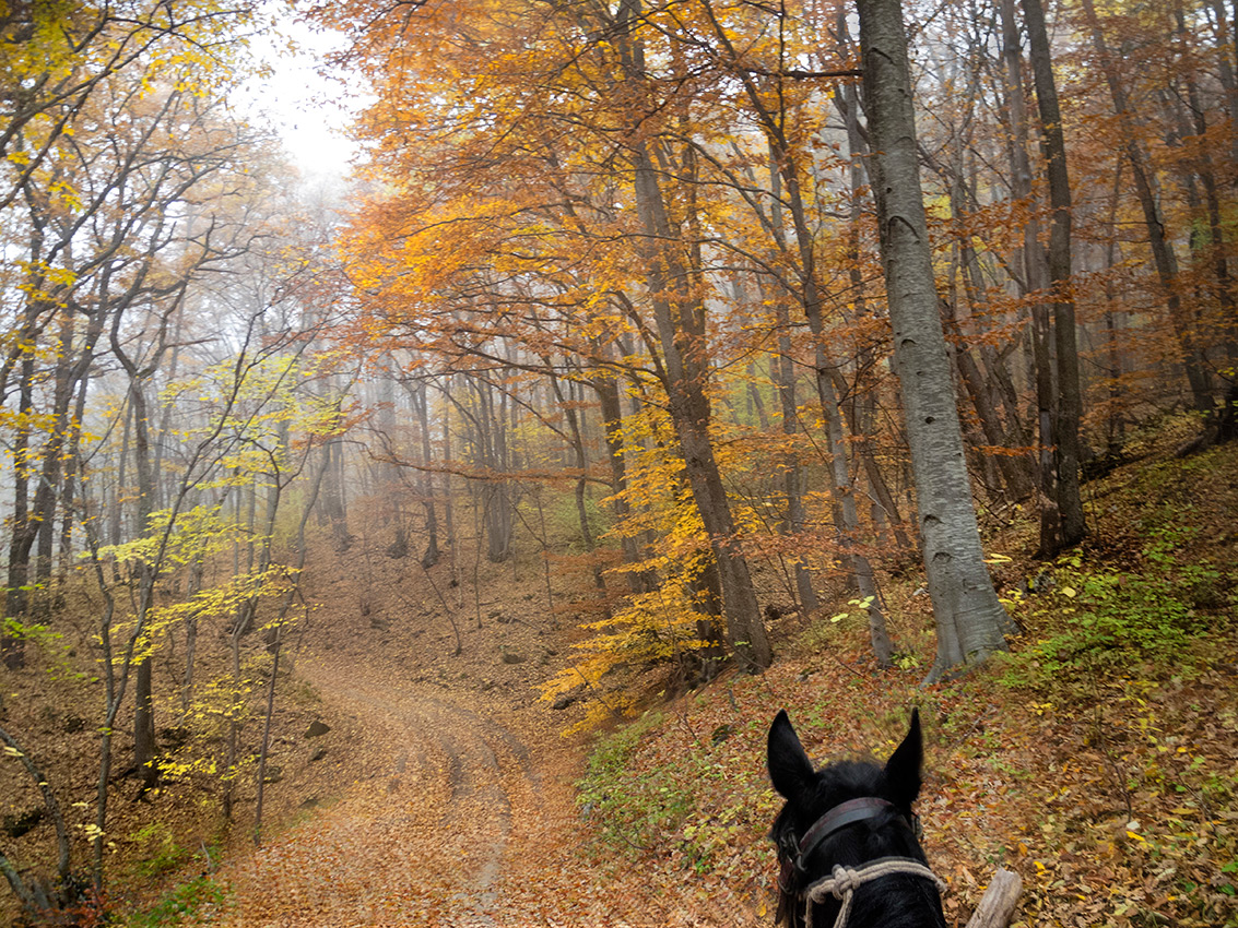 По лесным распадкам