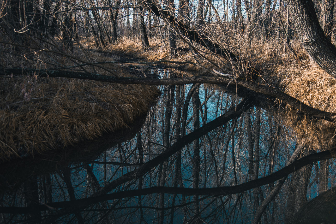 Голый ноябрьский лес