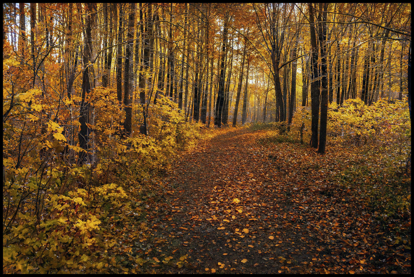 В осеннем лесу