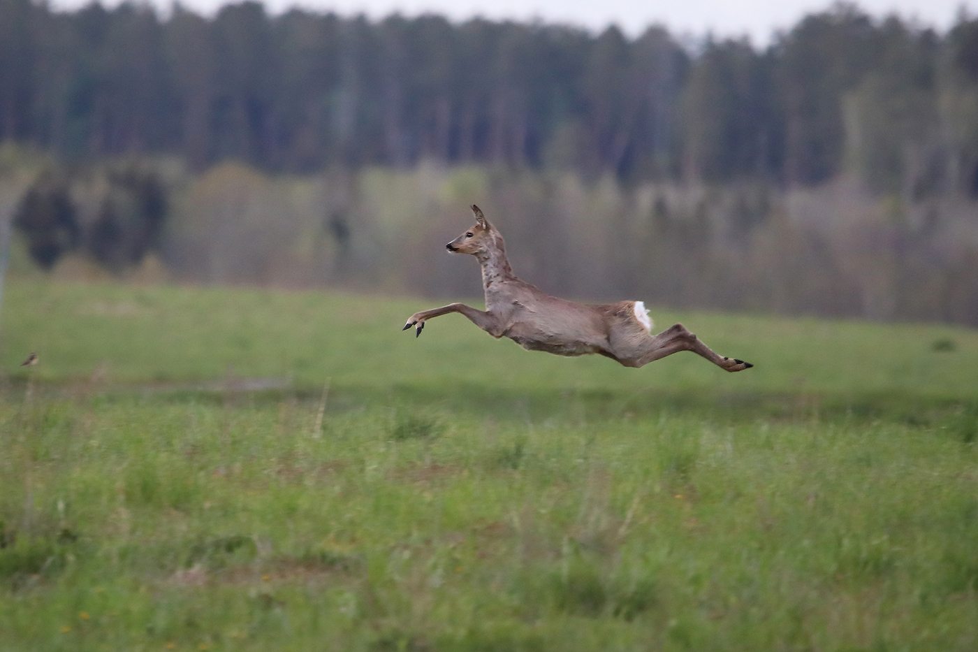 полет косули