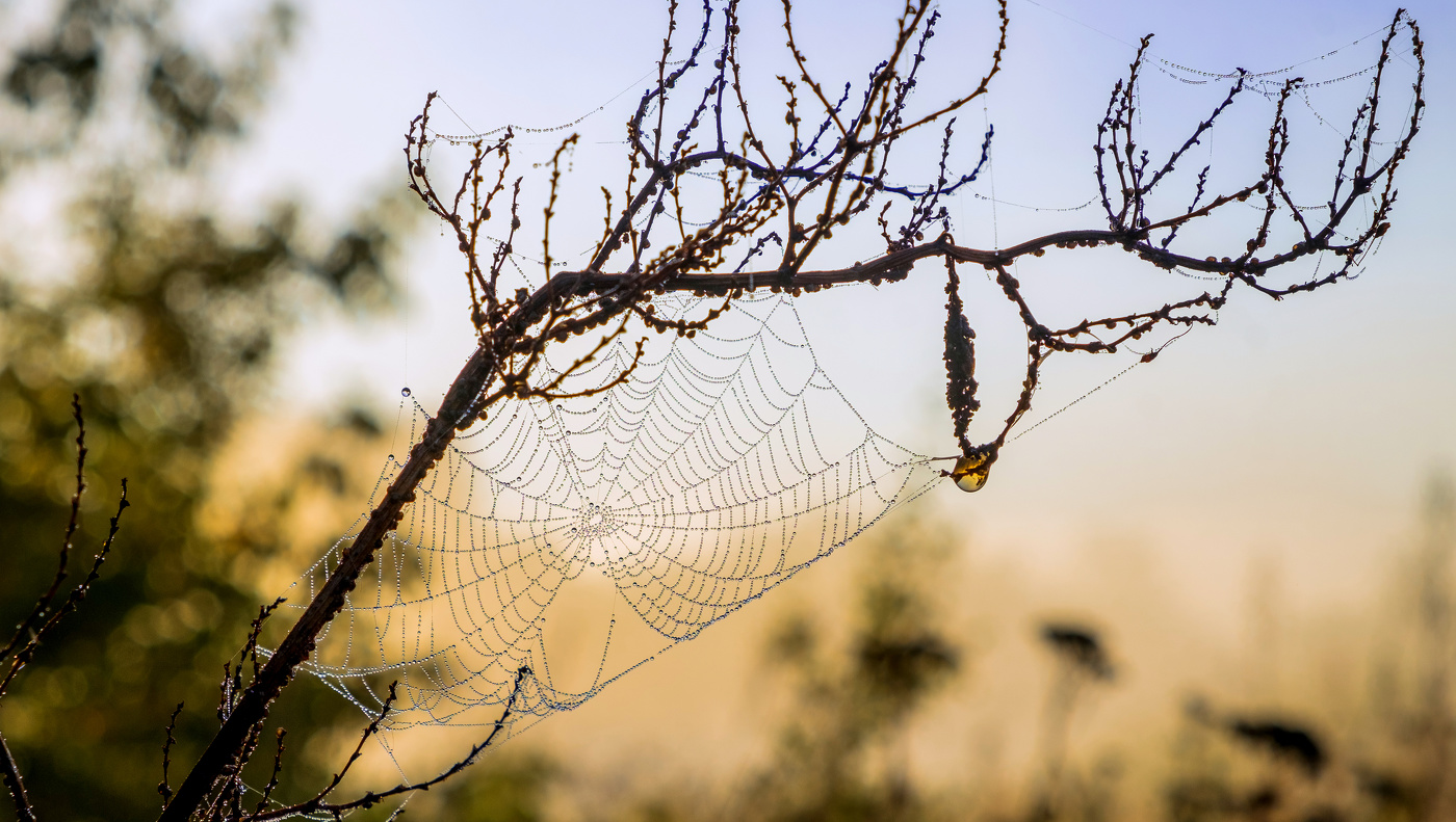 Паутина осенью.